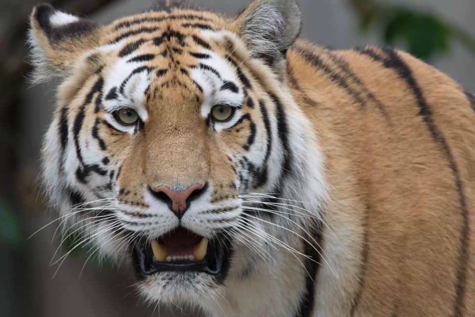 Copenhagen Zoo