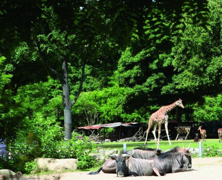 Copenhagen Zoo