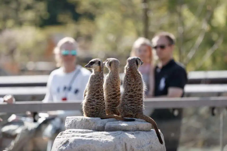 Copenhagen Zoo