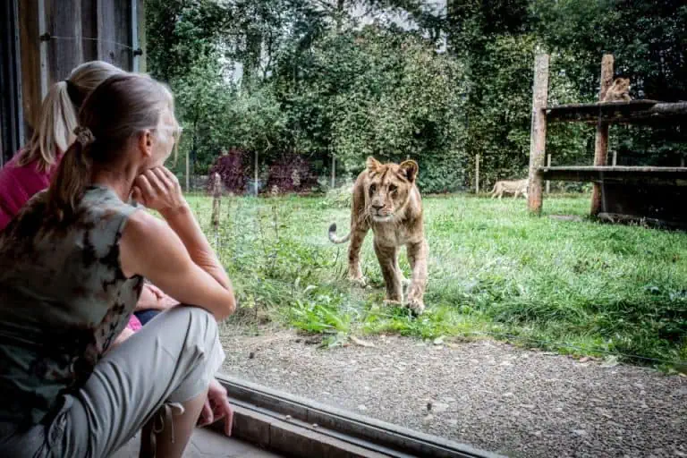 Billund: Givskud Zoo